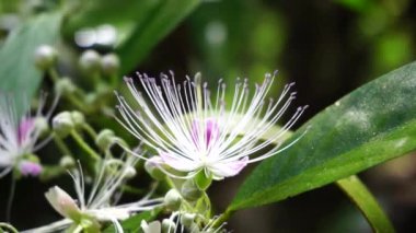 Capparaceae ya da Capparidaceae, papağangiller (Capparaceae) familyasından bir bitki familyası. Şu anda sınırlandırılmış olarak, aile 33 cins ve yaklaşık 700 tür içermektedir.