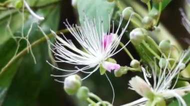 Capparaceae ya da Capparidaceae, papağangiller (Capparaceae) familyasından bir bitki familyası. Şu anda sınırlandırılmış olarak, aile 33 cins ve yaklaşık 700 tür içermektedir.