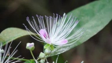 Capparaceae ya da Capparidaceae, papağangiller (Capparaceae) familyasından bir bitki familyası. Şu anda sınırlandırılmış olarak, aile 33 cins ve yaklaşık 700 tür içermektedir.