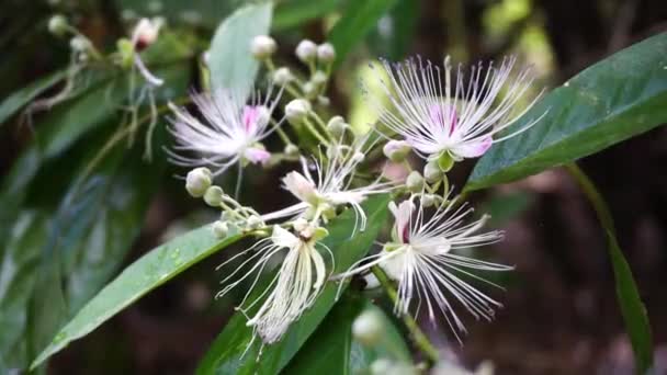 Capparaceae Lub Capparidaceae Powszechnie Znany Jako Caper Rodziny Rodziną Roślin — Wideo stockowe