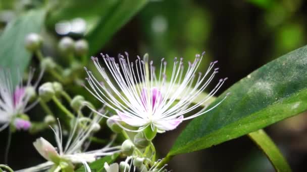 Capparaceae Atau Capparidaceae Umumnya Dikenal Sebagai Familia Caper Adalah Familia — Stok Video