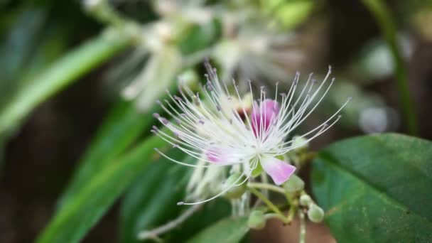 Capparaceae Atau Capparidaceae Umumnya Dikenal Sebagai Familia Caper Adalah Familia — Stok Video