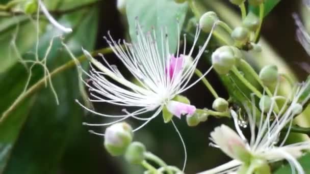 Capparaceae Een Botanische Naam Voor Een Familie Van Tweezaadlobbige Planten — Stockvideo