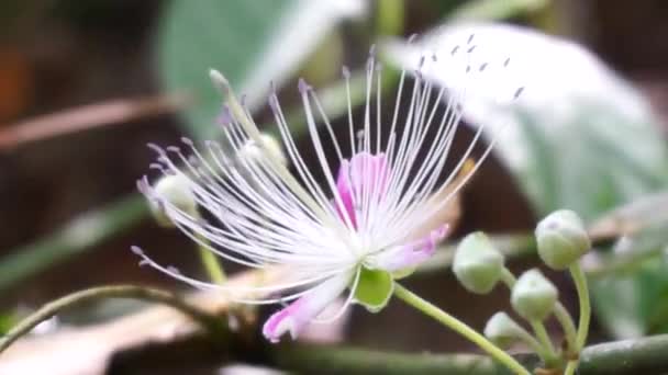 Capparaceae Capparidaceae Comúnmente Conocida Como Familia Las Alcaparras Una Familia — Vídeo de stock