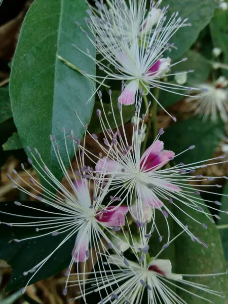 Die Capparaceae Oder Capparidaceae Allgemein Als Kaperngewächse Bekannt Sind Eine — Stockfoto