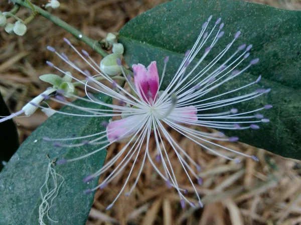 Capparaceae Capparidaceae Comúnmente Conocida Como Familia Las Alcaparras Una Familia — Foto de Stock