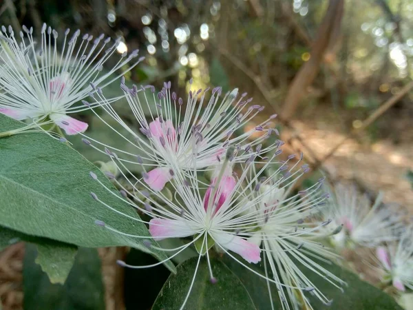 Die Capparaceae Oder Capparidaceae Allgemein Als Kaperngewächse Bekannt Sind Eine — Stockfoto