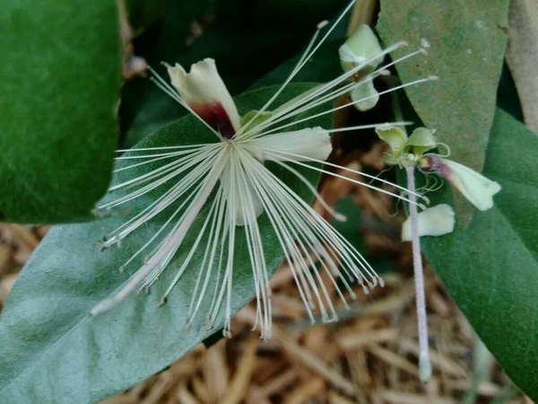 Capparaceae Capparidaceae Papağangiller Capparaceae Familyasından Bir Bitki Familyası Anda Sınırlandırılmış — Stok fotoğraf