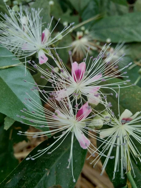 Den Capparaceae Eller Capparidaceae Allmänt Känd Som Kapris Familjen Familj — Stockfoto