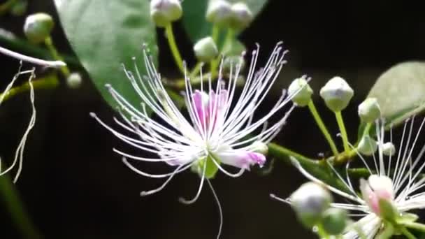 Capparaceae Neboli Capparidaceae Obecně Známí Jako Čeledi Kapary Jsou Čeledí — Stock video