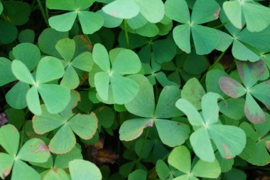 Oxalis corniculata (sürünen ağaçkakan olarak da bilinir) doğal bir arka plana sahip sarı kuş, uyuyan güzel.