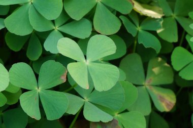 Oxalis corniculata (sürünen ağaçkakan olarak da bilinir) doğal bir arka plana sahip sarı kuş, uyuyan güzel.