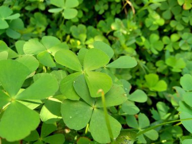 Oxalis corniculata (sürünen ağaçkakan olarak da bilinir) doğal bir arka plana sahip sarı kuş, uyuyan güzel.