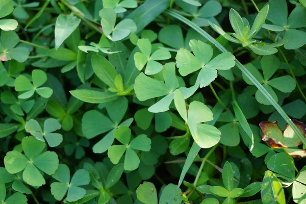 Oxalis Corniculata Auch Schleichender Sauerampfer Gelber Sauerampfer Dornröschen Genannt Mit — Stockfoto