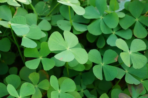 Oxalis Corniculata Auch Schleichender Sauerampfer Gelber Sauerampfer Dornröschen Genannt Mit — Stockfoto