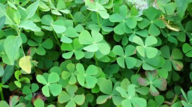 Oxalis corniculata (sürünen ağaçkakan olarak da bilinir) doğal bir arka plana sahip sarı kuş, uyuyan güzel.