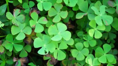 Oxalis corniculata (sürünen ağaçkakan olarak da bilinir) doğal bir arka plana sahip sarı kuş, uyuyan güzel.