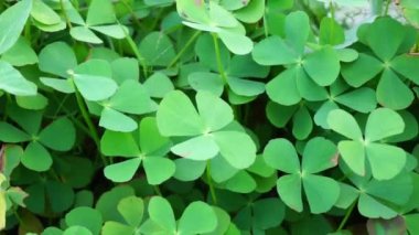 Oxalis corniculata (sürünen ağaçkakan olarak da bilinir) doğal bir arka plana sahip sarı kuş, uyuyan güzel.