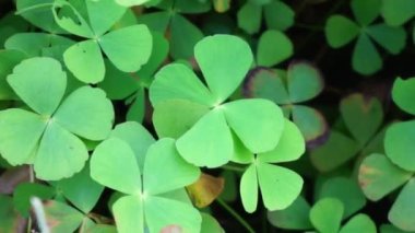 Oxalis corniculata (sürünen ağaçkakan olarak da bilinir) doğal bir arka plana sahip sarı kuş, uyuyan güzel.