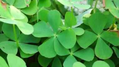 Oxalis corniculata (sürünen ağaçkakan olarak da bilinir) doğal bir arka plana sahip sarı kuş, uyuyan güzel.