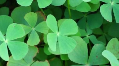 Oxalis corniculata (sürünen ağaçkakan olarak da bilinir) doğal bir arka plana sahip sarı kuş, uyuyan güzel.