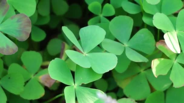 Oxalis Corniculata Auch Schleichender Sauerampfer Gelber Sauerampfer Dornröschen Genannt Mit — Stockvideo