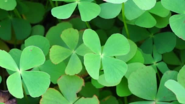 Oxalis Corniculata Även Kallad Krypande Woodsorrel Procumbent Gul Sorrel Sovande — Stockvideo