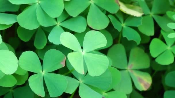 Oxalis Corniculata Även Kallad Krypande Woodsorrel Procumbent Gul Sorrel Sovande — Stockvideo