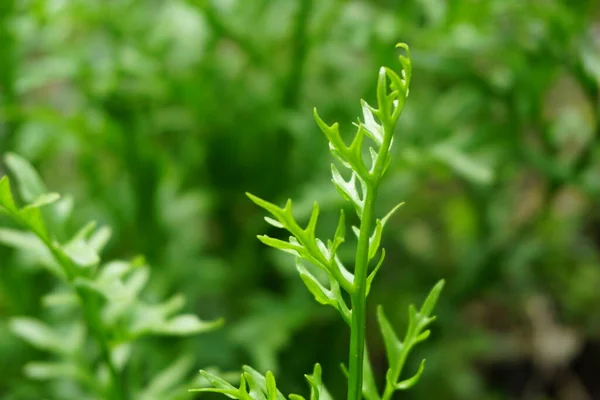 Helecho Verde Con Fondo Natural Indonesio Llaman Pakis — Foto de Stock