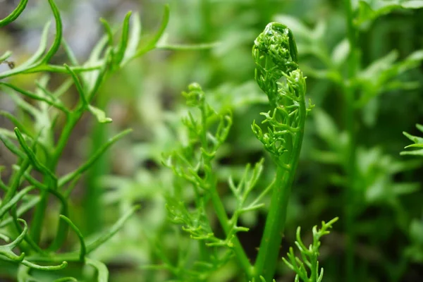 Helecho Verde Con Fondo Natural Indonesio Llaman Pakis — Foto de Stock