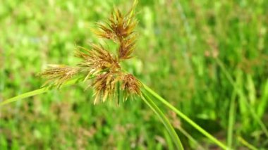 Cyperus rotundus (Hindistan çimi, Java çimi, fındık çimi, mor fındık seti, mor fındık seti, kızıl fındık seti, Khmer kravanh chruk, rumput teki) doğal arka planı ile beslenir. Cyperus rotundus çok yıllık bir bitkidir..