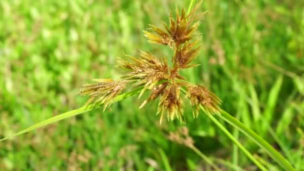 Cyperus Rotundus Hindistan Çimi Java Çimi Fındık Çimi Mor Fındık — Stok video