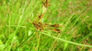 Cyperus rotundus (Hindistan çimi, Java çimi, fındık çimi, mor fındık seti, mor fındık seti, kızıl fındık seti, Khmer kravanh chruk, rumput teki) doğal arka planı ile beslenir. Cyperus rotundus çok yıllık bir bitkidir..