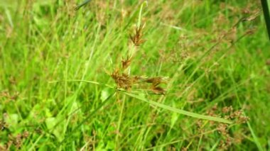 Cyperus rotundus (Hindistan çimi, Java çimi, fındık çimi, mor fındık seti, mor fındık seti, kızıl fındık seti, Khmer kravanh chruk, rumput teki) doğal arka planı ile beslenir. Cyperus rotundus çok yıllık bir bitkidir..