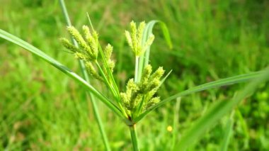 Cyperus rotundus (Hindistan çimi, Java çimi, fındık çimi, mor fındık seti, mor fındık seti, kızıl fındık seti, Khmer kravanh chruk, rumput teki) doğal arka planı ile beslenir. Cyperus rotundus çok yıllık bir bitkidir..