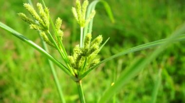 Cyperus rotundus (Hindistan çimi, Java çimi, fındık çimi, mor fındık seti, mor fındık seti, kızıl fındık seti, Khmer kravanh chruk, rumput teki) doğal arka planı ile beslenir. Cyperus rotundus çok yıllık bir bitkidir..