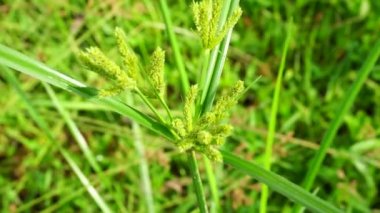 Cyperus rotundus (Hindistan çimi, Java çimi, fındık çimi, mor fındık seti, mor fındık seti, kızıl fındık seti, Khmer kravanh chruk, rumput teki) doğal arka planı ile beslenir. Cyperus rotundus çok yıllık bir bitkidir..
