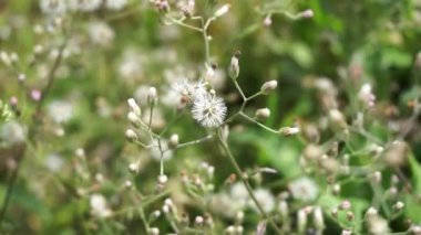 Cyanthillium cinereum (biraz demir yosunu, poovamkurunnila, monara kudumbiya, sawi langit) çiçeği. Sigarayı bırakmak ve soğuk algınlığını azaltmak için siyanthillium cinereum kullanıldı