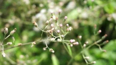 Cyanthillium cinereum (biraz demir yosunu, poovamkurunnila, monara kudumbiya, sawi langit) çiçeği. Sigarayı bırakmak ve soğuk algınlığını azaltmak için siyanthillium cinereum kullanıldı