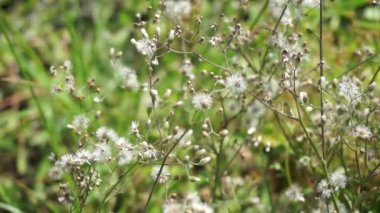 Cyanthillium cinereum (biraz demir yosunu, poovamkurunnila, monara kudumbiya, sawi langit) çiçeği. Sigarayı bırakmak ve soğuk algınlığını azaltmak için siyanthillium cinereum kullanıldı