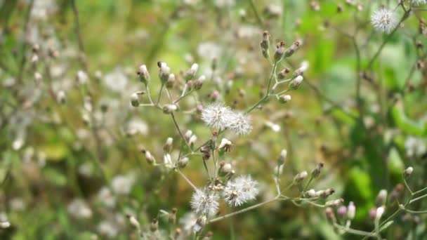 Cyanthillium Cinereum Malé Železo Poovamkurunnila Monara Kudumbiya Sawi Langit Květ — Stock video