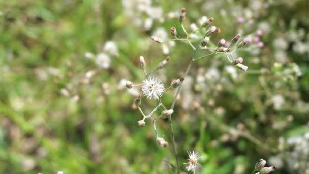 Cyanthillium Cinereum Malé Železo Poovamkurunnila Monara Kudumbiya Sawi Langit Květ — Stock video