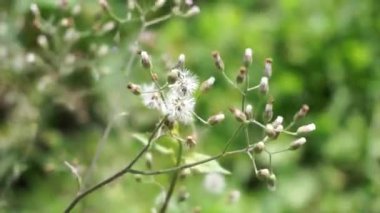 Cyanthillium cinereum (biraz demir yosunu, poovamkurunnila, monara kudumbiya, sawi langit) çiçeği. Sigarayı bırakmak ve soğuk algınlığını azaltmak için siyanthillium cinereum kullanıldı