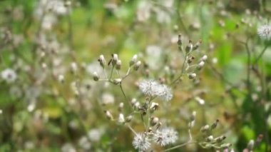 Cyanthillium cinereum (biraz demir yosunu, poovamkurunnila, monara kudumbiya, sawi langit) çiçeği. Sigarayı bırakmak ve soğuk algınlığını azaltmak için siyanthillium cinereum kullanıldı