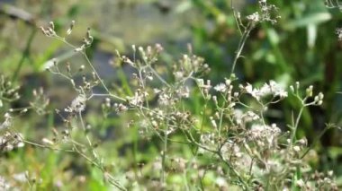 Cyanthillium cinereum (biraz demir yosunu, poovamkurunnila, monara kudumbiya, sawi langit) çiçeği. Sigarayı bırakmak ve soğuk algınlığını azaltmak için siyanthillium cinereum kullanıldı