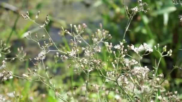 Cyanthillium Cinereum Λίγο Ironweed Poovamkurunnila Monara Kudumbiya Sawi Langit Λουλούδι — Αρχείο Βίντεο