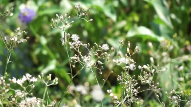 Cyanthillium Cinereum Malé Železo Poovamkurunnila Monara Kudumbiya Sawi Langit Květ — Stock video