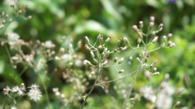 Cyanthillium cinereum (biraz demir yosunu, poovamkurunnila, monara kudumbiya, sawi langit) çiçeği. Sigarayı bırakmak ve soğuk algınlığını azaltmak için siyanthillium cinereum kullanıldı