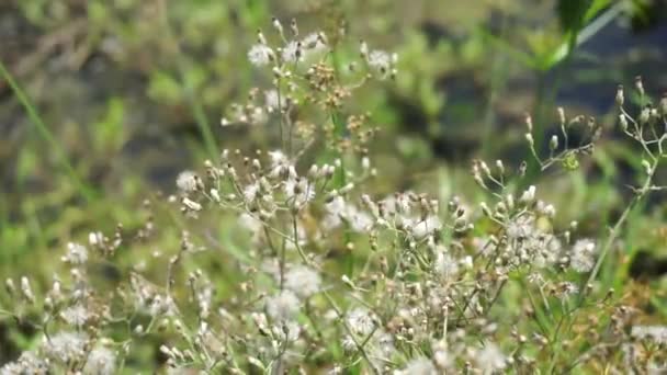 Cyanthillium Cinereum Weinig Ijzerwier Poovamkurunnila Monara Kudumbiya Sawi Langit Bloem — Stockvideo