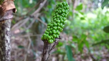 Amorfofallus peeoniifolius tohumları (suweg, porang, fil ayağı yer elması, whitespot dev arum) doğal bir arka plana sahiptir.